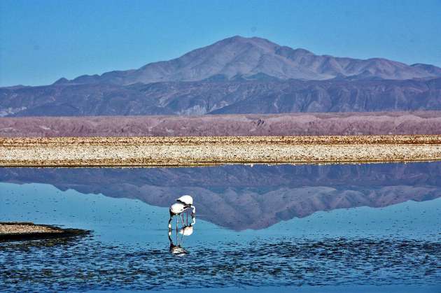 Laguna  Chaxa 