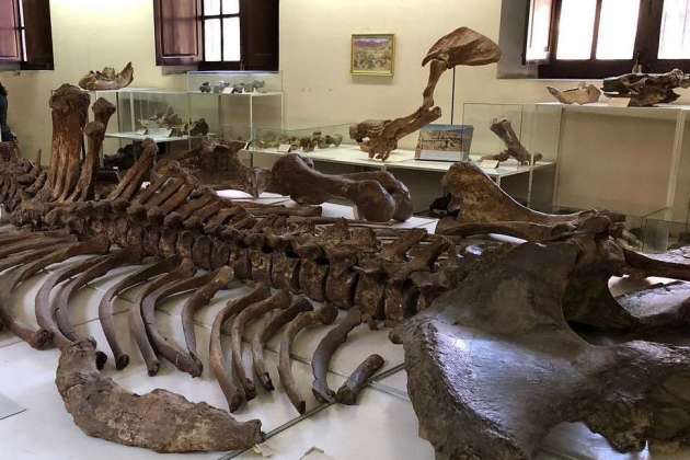 Paleontologic museum of Tarija