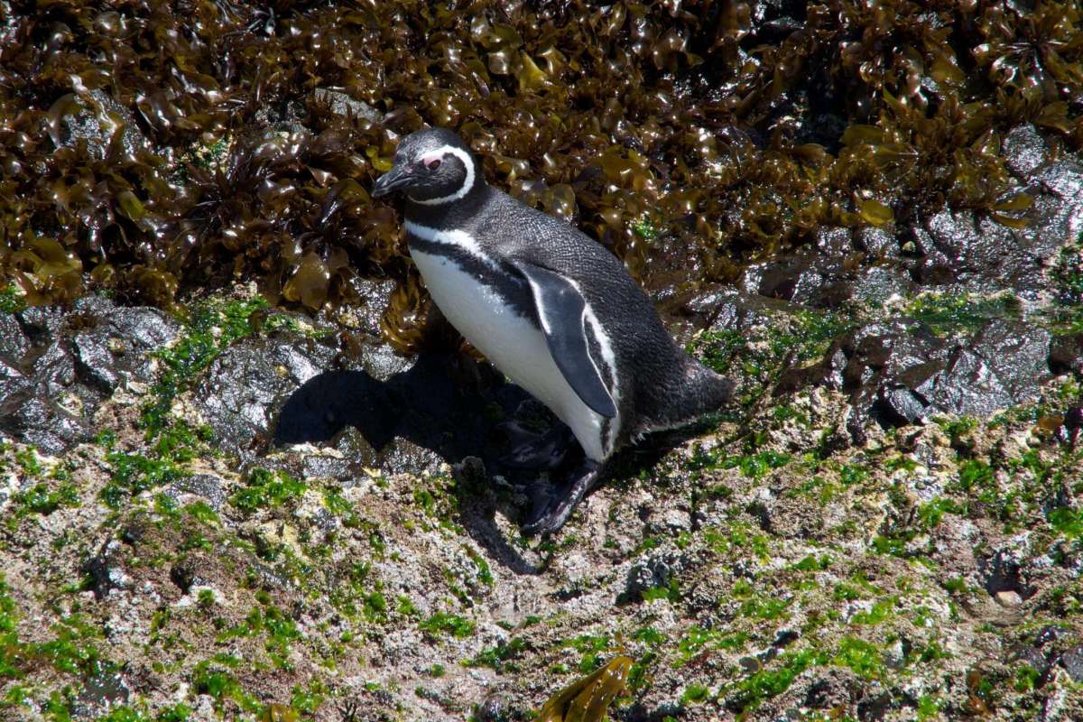 Pinguïneras de Puñihuil 