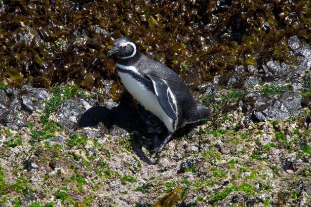 Pinguïneras de Puñihuil 