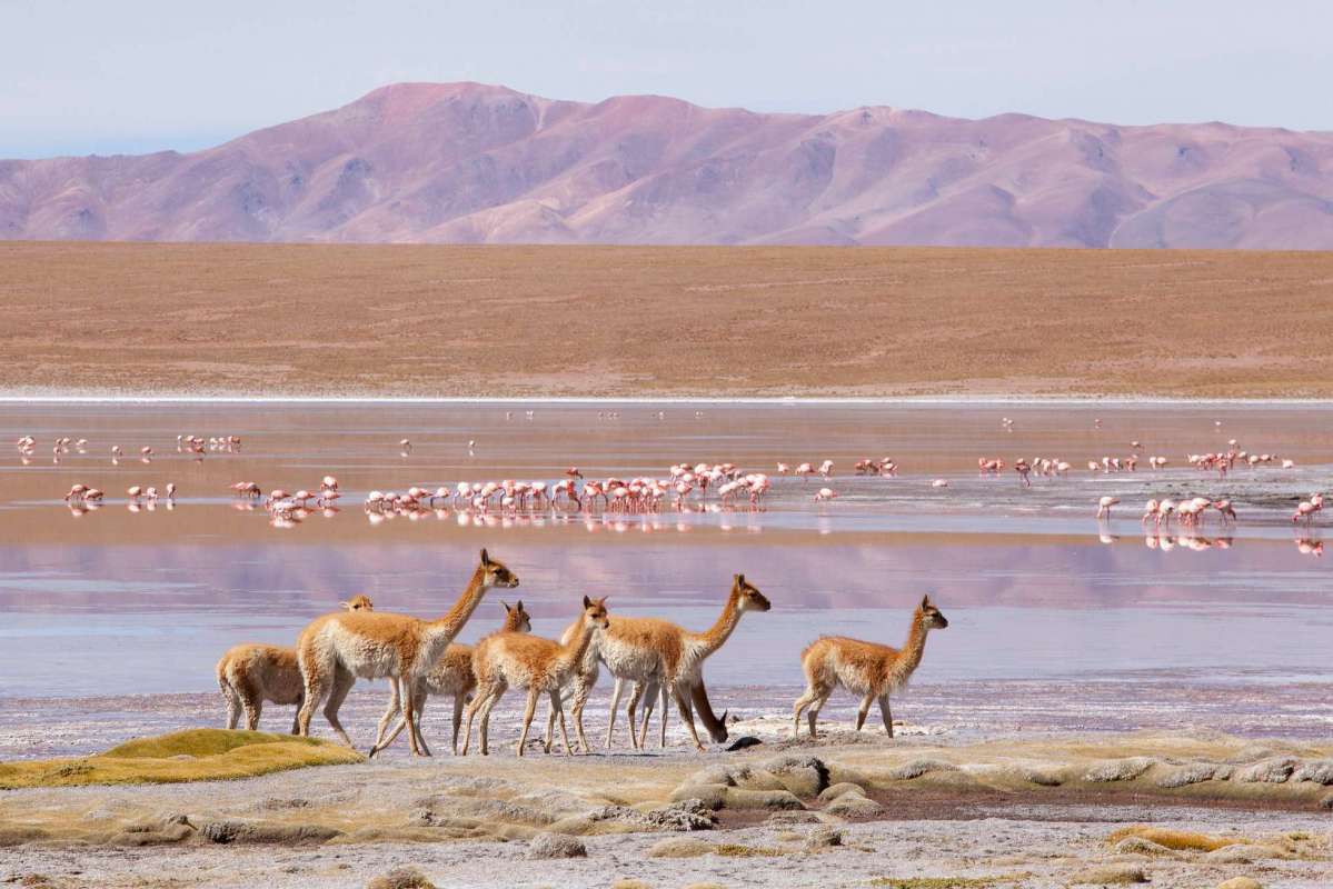 Vicuña