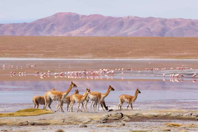 Vicuña