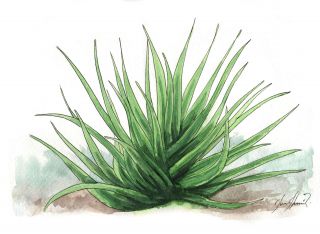 Aloe vera
