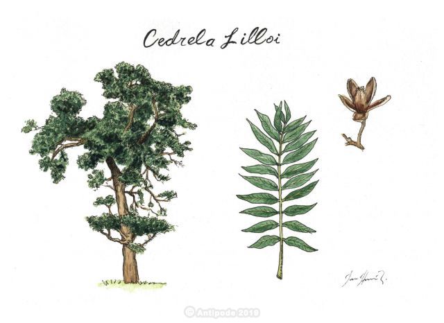 Cedro de altura (Cedrela lilloi)