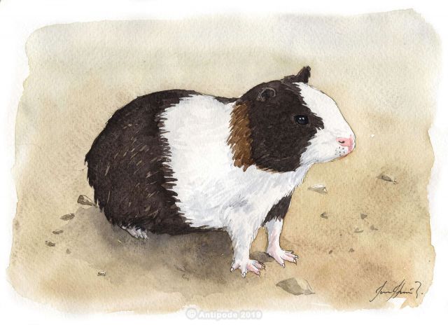 Cuy – guinea-pig…