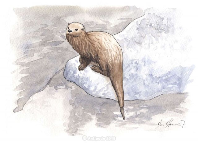 La Loutre marine