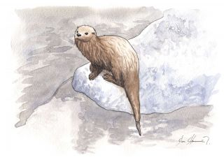 La Loutre marine