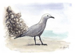 Le Bécasseau du ressac