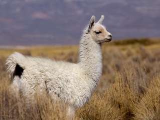 Arequipa / Canyon de Colca