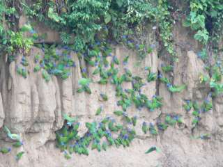 Macaw clay lick