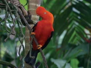 Departure to the Cloud forest