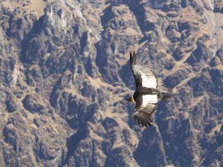 Départ pour le canyon de Colca