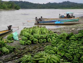 Visite de l'Amazonie