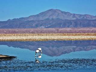 Visite du Salar de Atacama et des lagunes altiplaniques