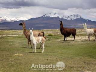 Train journey on the Altiplano